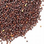 Sarso Seeds ( Mustard Seeds )