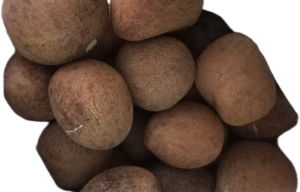 Coconut