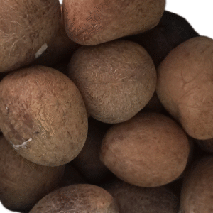 Coconut