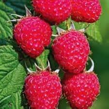 रसभरी (Raspberry)
