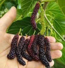 शहतूत (Mulberry)