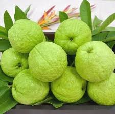 अमरूद (Guava)
